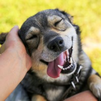 We Love Animals logo - Similar company to Luxurious Animals