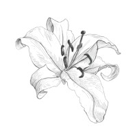 Casablanca Floral, LLC logo - Similar company to Absolute Resource
