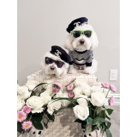 Hammy and Brody logo - Similar company to The Jrey Enterprises