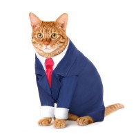 Cats of LinkedIn logo - Similar company to Sidex 2025