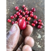 YEDESTA BUNA COFFEE EXPORT logo - Similar company to Arkena Coffee