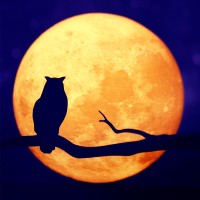 The Owl Podcast logo - Similar company to Elya-Studio