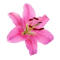Lily Innovation