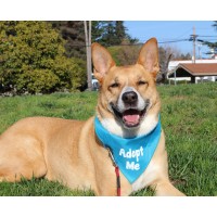 Santa Cruz Spca