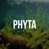 Phyta Natural logo - Similar company to Dermolik