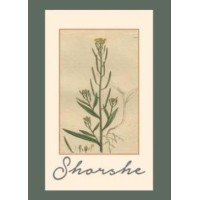 SHORSHE logo - Similar company to Studio Bagechaa