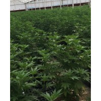Hemp Consultant logo - Similar company to Entoura
