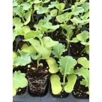 Seeds 2 Plugs LLC logo - Similar company to Eastern Plains Hemp