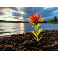 New Life Resources logo - Similar company to Trium Advisors Llc