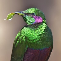 Green Starling