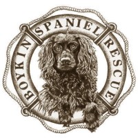 BOYKIN SPANIEL RESCUE