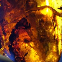 Advanced Amber Kretaceous Zoologia logo - Similar company to Aurora Project