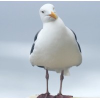 First Seagull logo - Similar company to Periscope Advisors