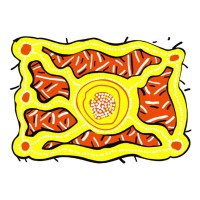 Kimberley Language Resource Centre logo - Similar company to Bundiyarra