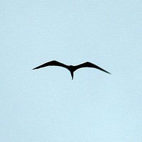 ALARA Capital logo - Similar company to Agility Capital, Llc