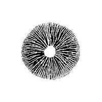 Saiko Mushrooms Inc. logo - Similar company to Squareroot As