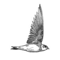 Riparia Mx logo - Similar company to Cpda Arquitectos