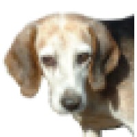 Alpha Dog Technical Services Llc