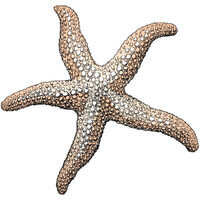 The Coastal Star logo - Similar company to Crambetter