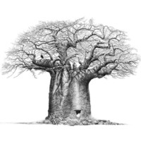 Baobab Solar Energy LLC logo - Similar company to Jade Power Trust