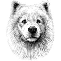 Big White Dog Business Services and Accounting logo - Similar company to Ahr