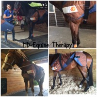 Bemer Therapy for horses and people logo - Similar company to Bemer Int. Ag