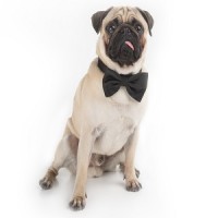 The Pug