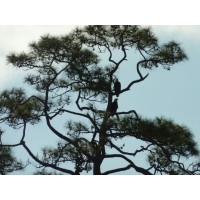 Longleaf Environmental Consulting logo - Similar company to Epac Environmental Services