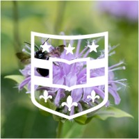 WashU Medicine Clinical Research Training Center logo - Similar company to Yale Emergency Medicine