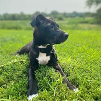 Loving Paws 501c3 Non-profit logo - Similar company to Teds, Inc.