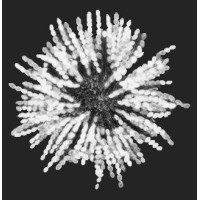 Ascus Art & Science