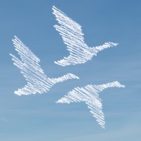 Wise Goose Limited logo - Similar company to Cocreate Consultancy