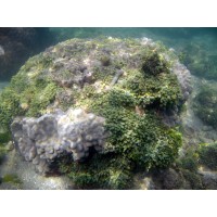 Favia Reef Builders logo - Similar company to Addicted2Fish