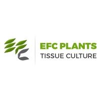 Egyptian French Company for Plant Tissue Culture S.A.E logo - Similar company to Vitroflora - Plant Tissue Culture Specialists