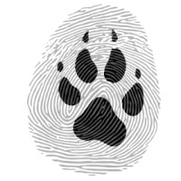 Le caillou d'Akela logo - Similar company to Inpulp.Tech - Formations No-Code Et Ia
