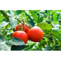 Eco Agro Growth logo - Similar company to Vm Rh Consultoria E Assessoria