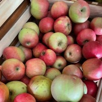 Century Farm Orchards