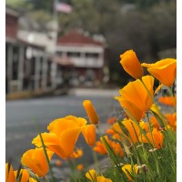 City of Amador logo - Similar company to California Intergovernmental Risk Authority