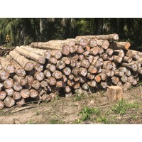 JBM Teak logs logo - Similar company to Wmss-Teak S.A.