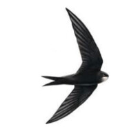 Learnswift