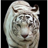 Incobar logo - Similar company to Intouch Technology Group
