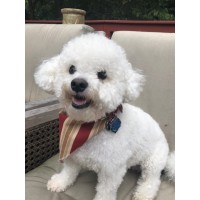 Little White Dog inc