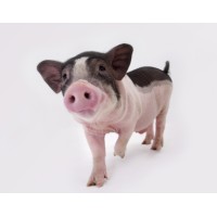 Animal Nutrition & Additives logo - Similar company to Animal Nutrition