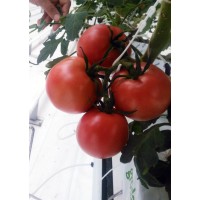 Baku Agropark logo - Similar company to Şəfəq Qrup