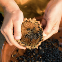 Rebel Seeds logo - Similar company to Perspectivist
