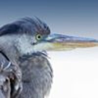 Blue Heron Communications (Bhc)