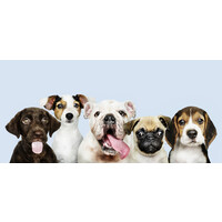 dogshop logo - Similar company to Dog'S Shop