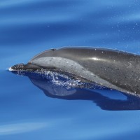 Sonic Dolphin