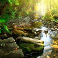 Nature And Forest Therapy Of Canada