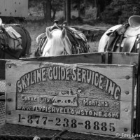 Skyline Guest Ranch And Guide Services